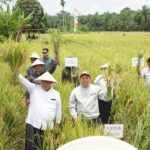 Sultan B. Najamudin Tegaskan Komitmen Ketahanan Pangan Lewat Program “Senator Peduli Pangan” di Mukomuko